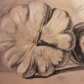 Else Korpershoek's profile picture