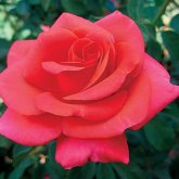 Profilbild von Rose