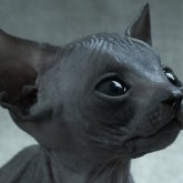 Ralu's profile picture