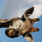 Sjanel's profile picture