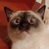 Flaffy T.'s profile picture