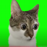 A Piu's profile picture