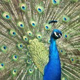 Viktoria Bacher's profile picture