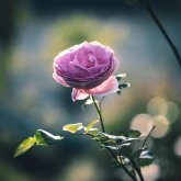 Foto de perfil de Rose