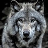 Foto de perfil de Sophie Wolf