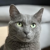 Profilbild von Paolo