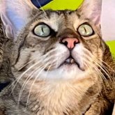 Justine Demeter's profile picture