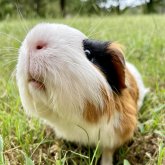 Profilbild von Maya H