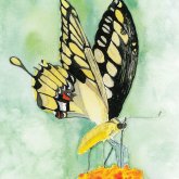 Ruth Windle