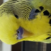 Foto de perfil de Samantha Allan