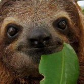 Annabelle Carpentier's profile picture