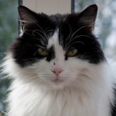 Foto de perfil de Peter Emmerechts