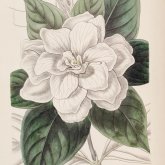Foto de perfil de Gardenia Fair