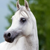 Profilbild von Horse Girl