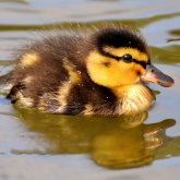 Duckling Student's profile picture