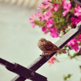Foto de perfil de Aisha Mohammad