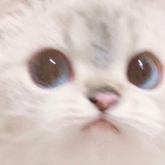 Foto de perfil de Majime Domingo