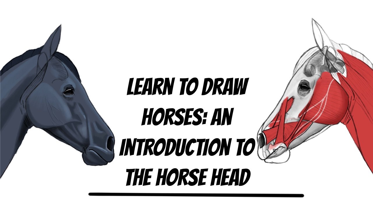 How-To-Draw-Horses  Drawing lessons, Cavalo desenho, Cavalos