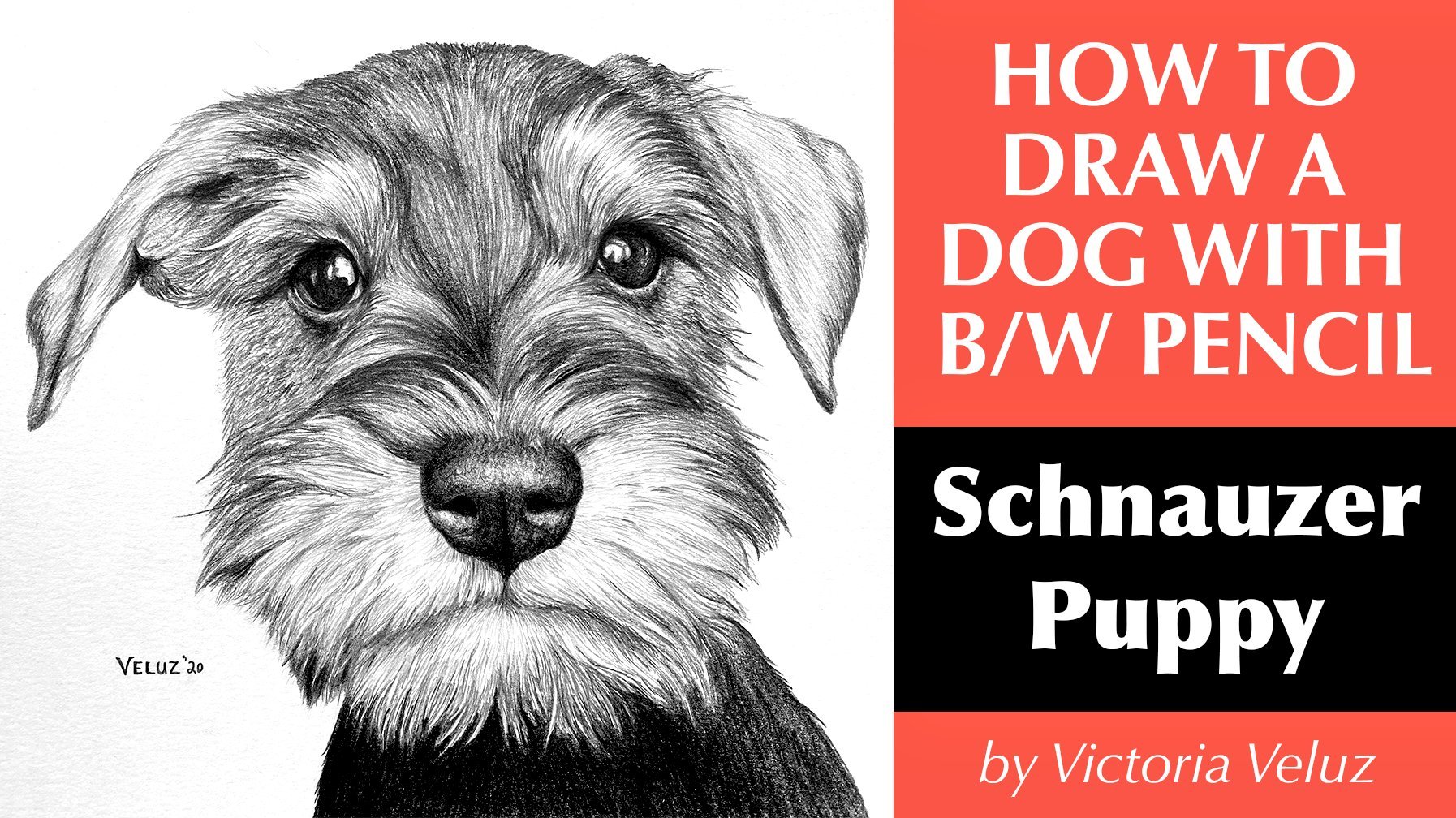 How To Draw A Puppy Dog with #2 HB Pencil 