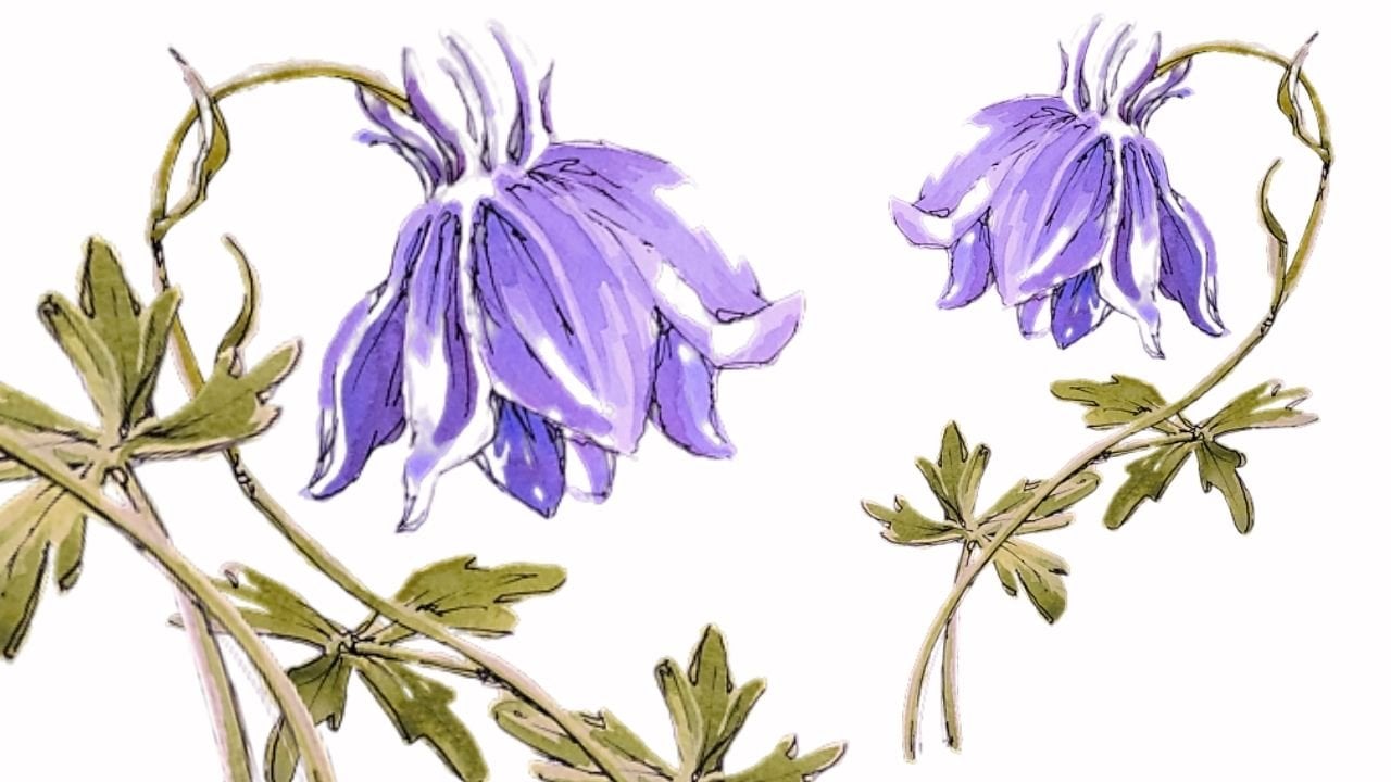 Welcome to Watercolor: A Beginners Guide to Contemporary Botanical