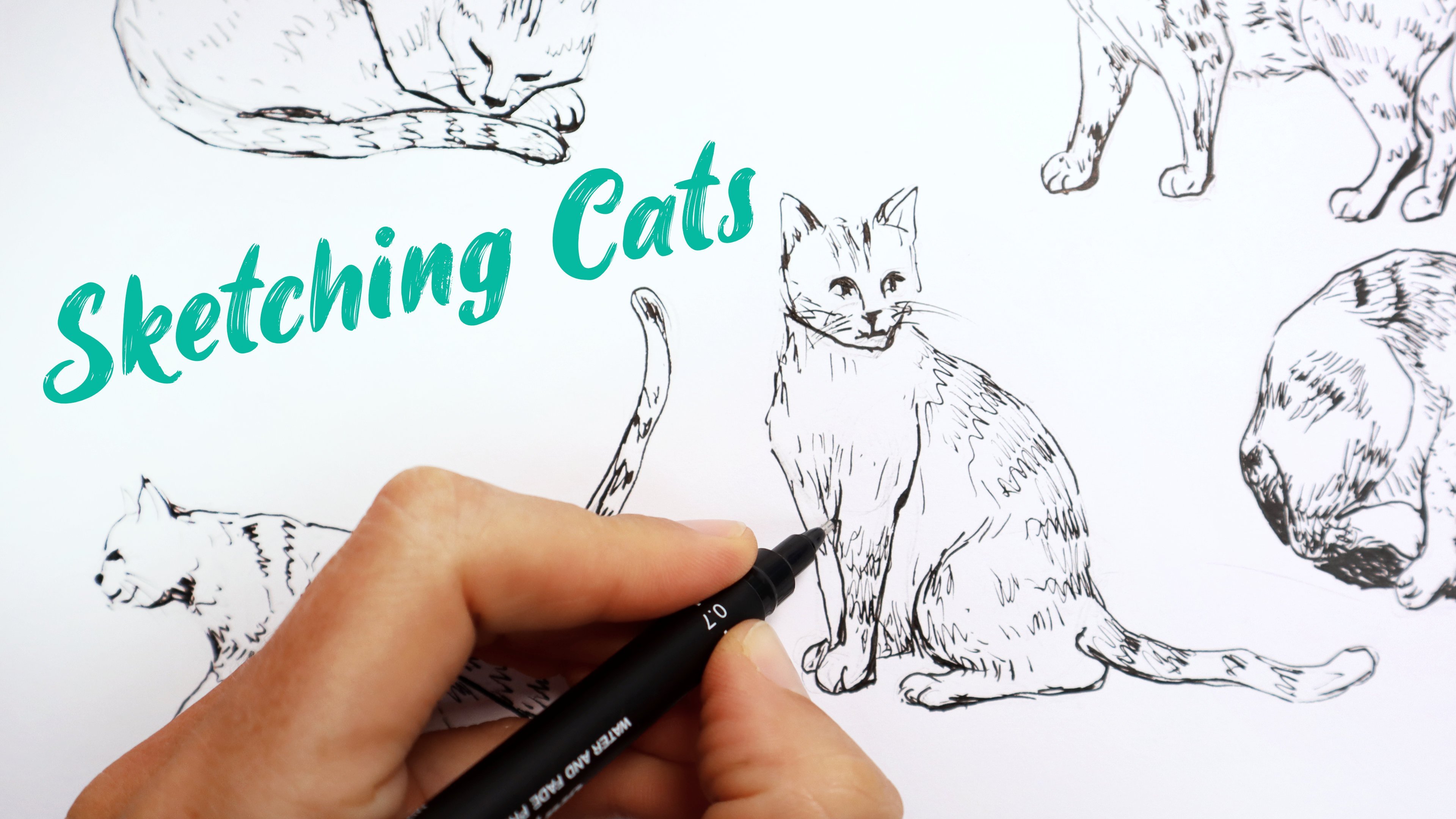 Sketching Cats: How To Draw 5 Different Poses | Emily Armstrong | Skillshare