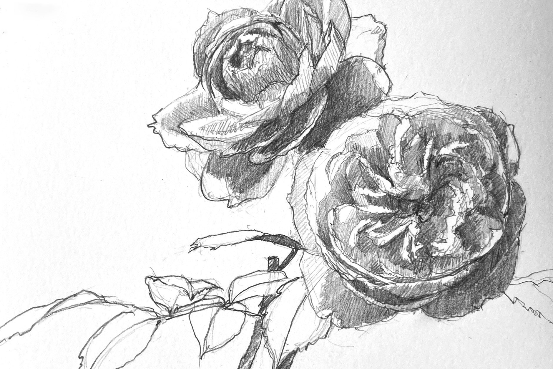 how to draw simple roses