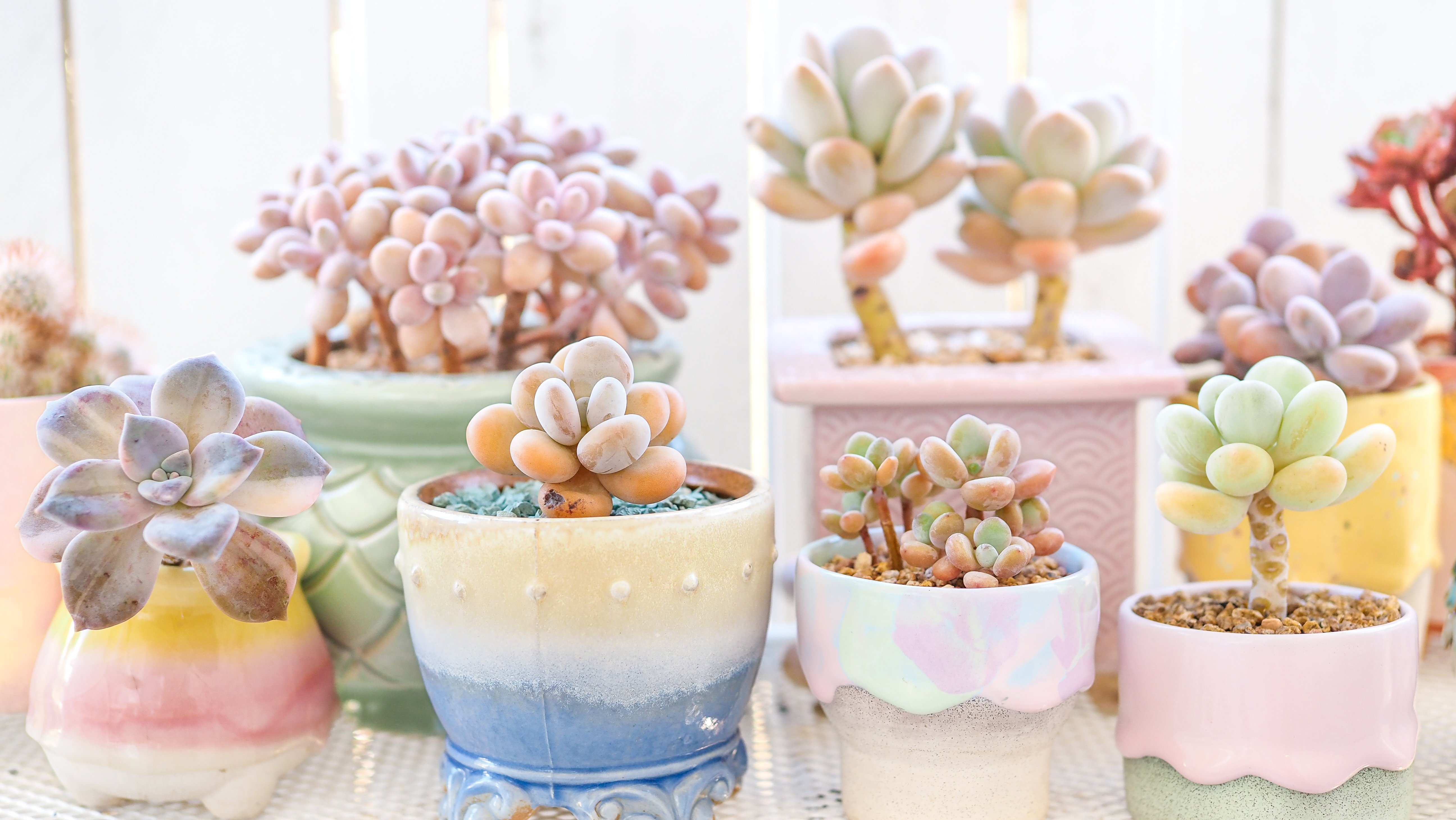 Top 6 des plantes succulentes pour de jolies compositions d'hiver