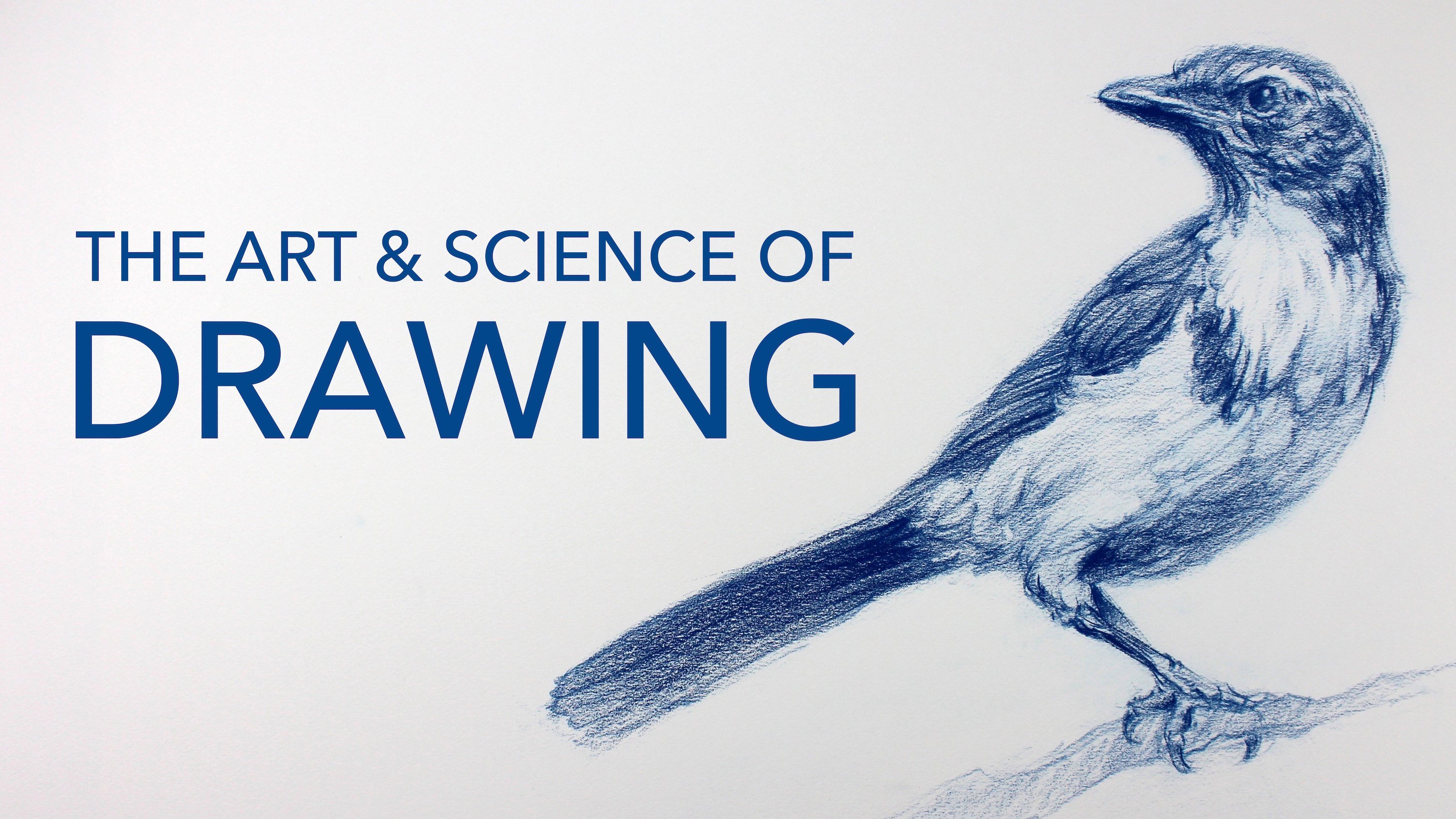 How to Draw a Blue Jay - DrawingNow