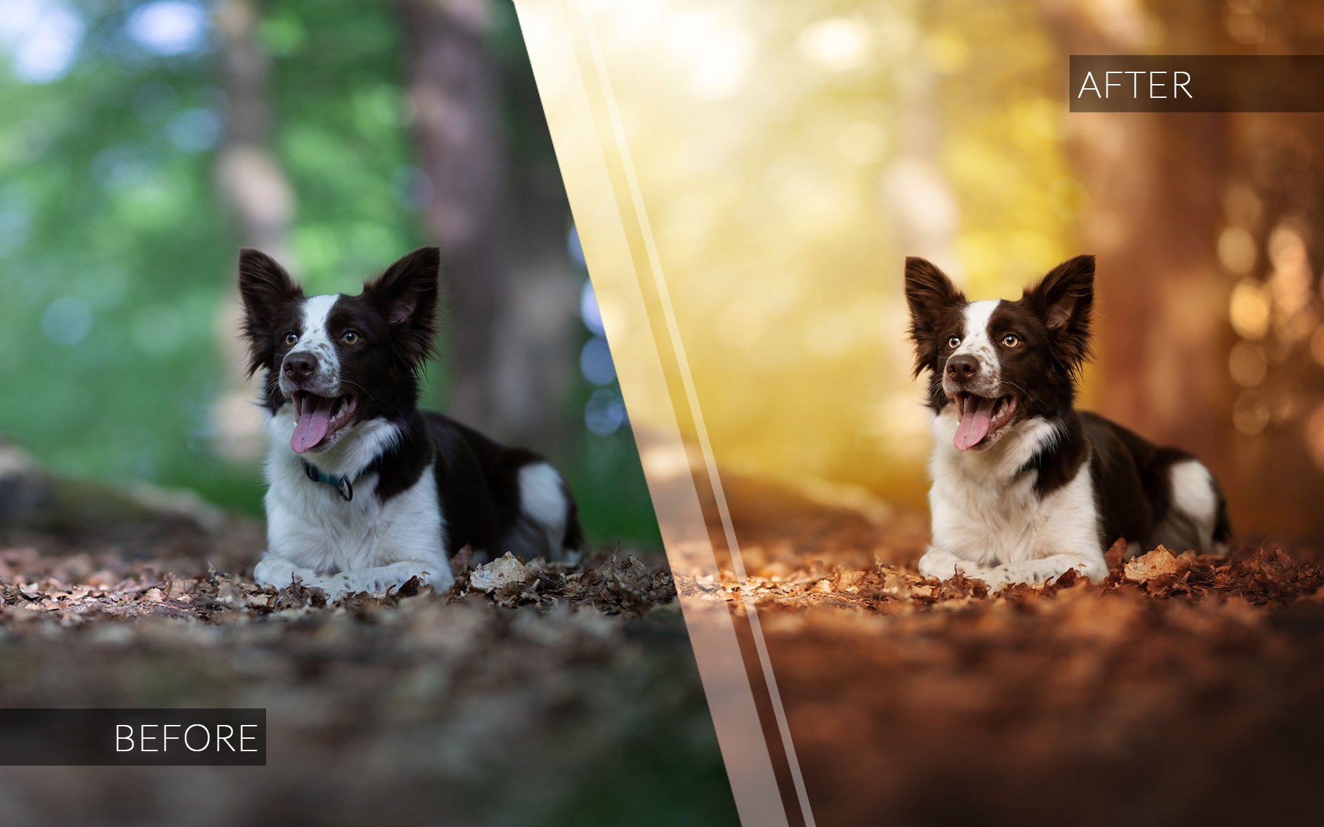 Editing Dog Photos In Photoshop Ricrea Grafica