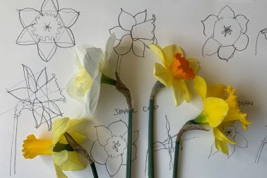 Drawing Daffodils with Graphite