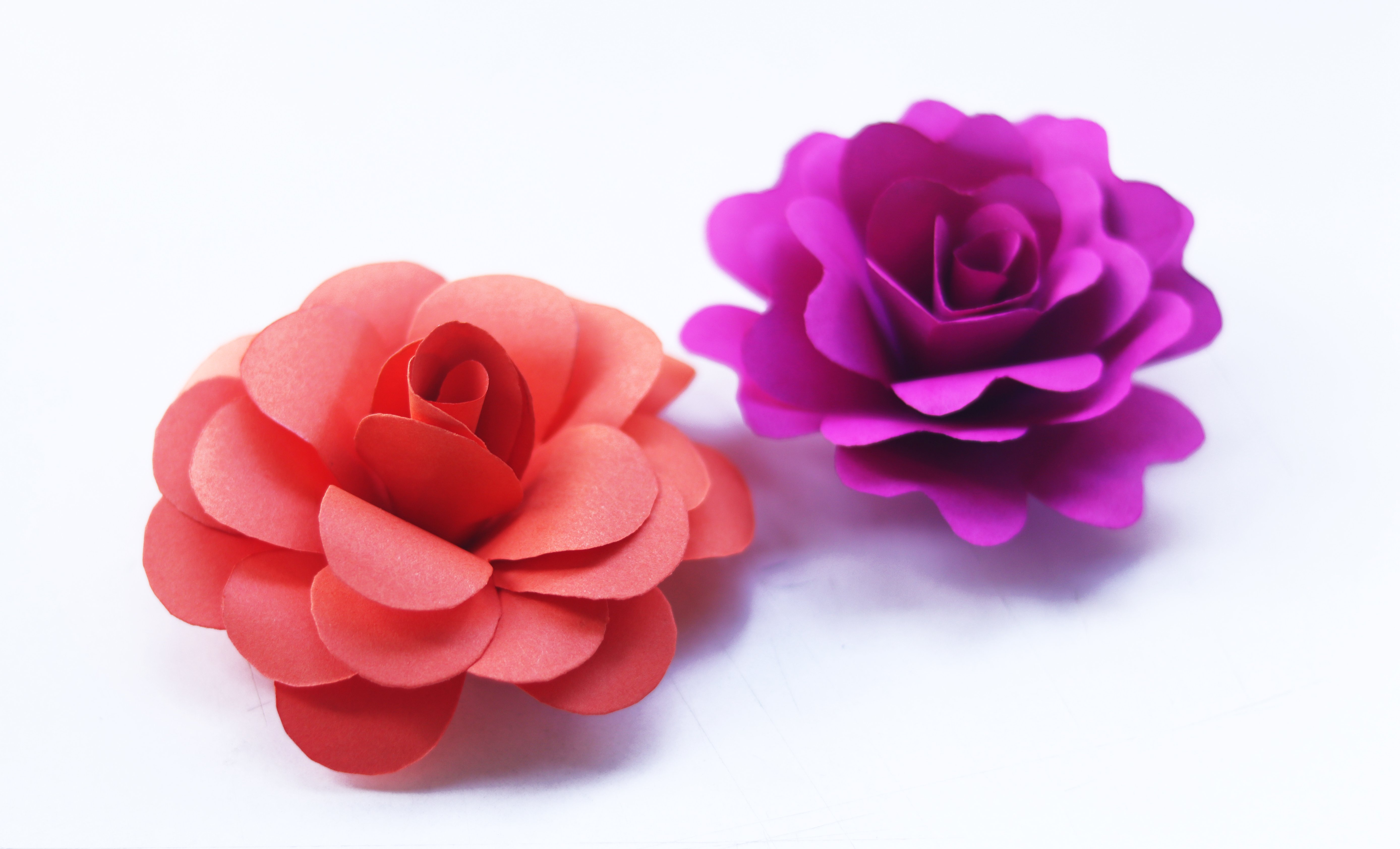 Rosa natural, rosas hermosas, flores, rosa, Foto de stock 1902127993 |  Shutterstock, image size:5552x3368