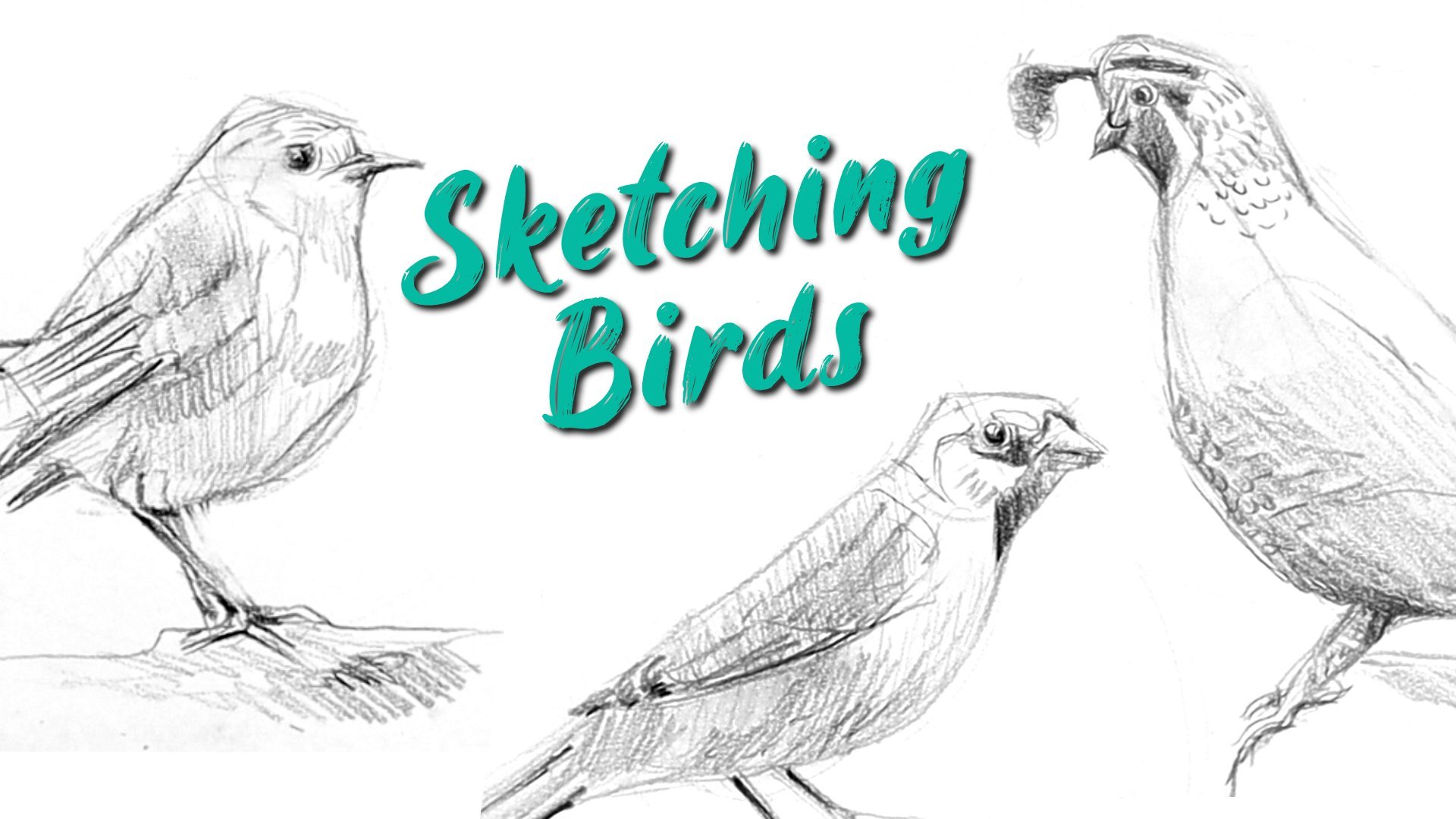 Sketching Birds: Practice Quick And Loose Pencil Drawing | Emily ...