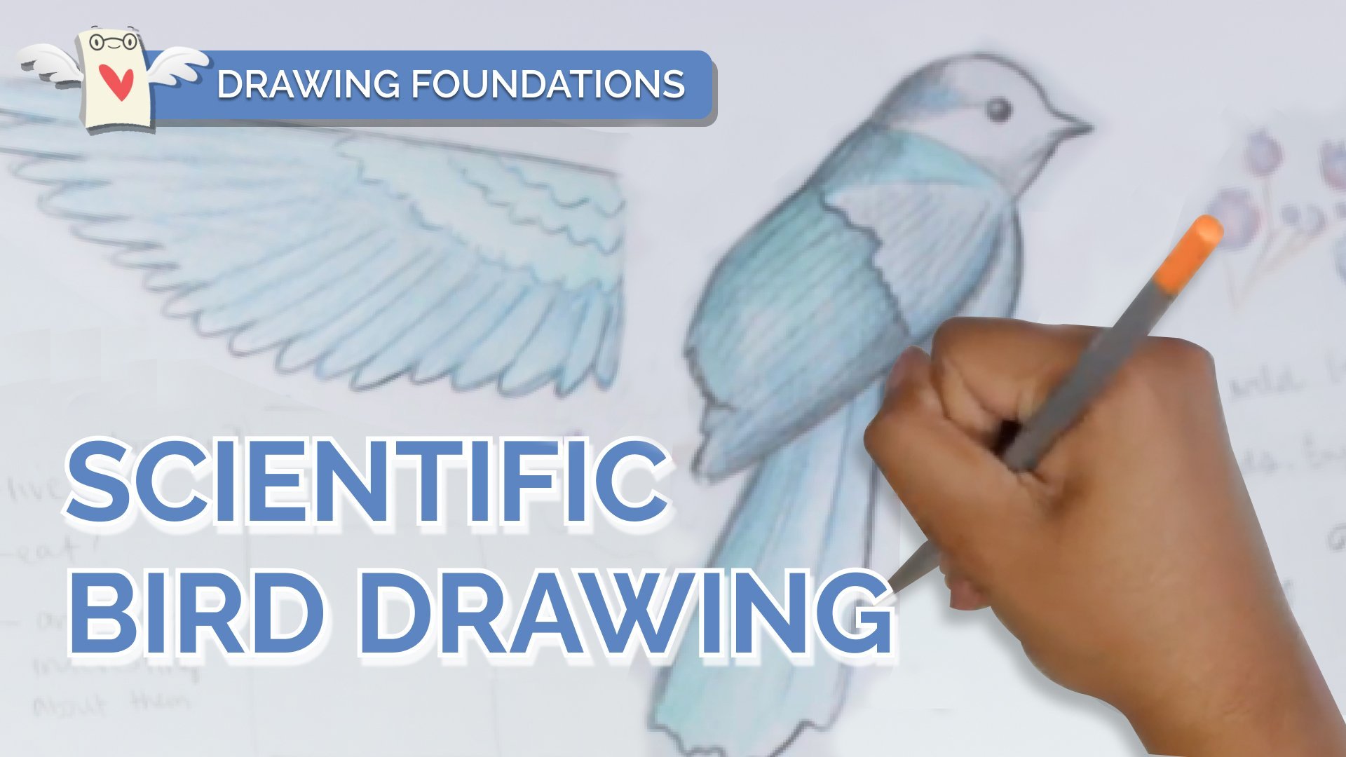 How to draw Blue Jay Bird Easy  Drawing and Coloring Art Tutorial 