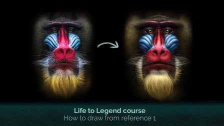 Drawing from a reference - Mandril