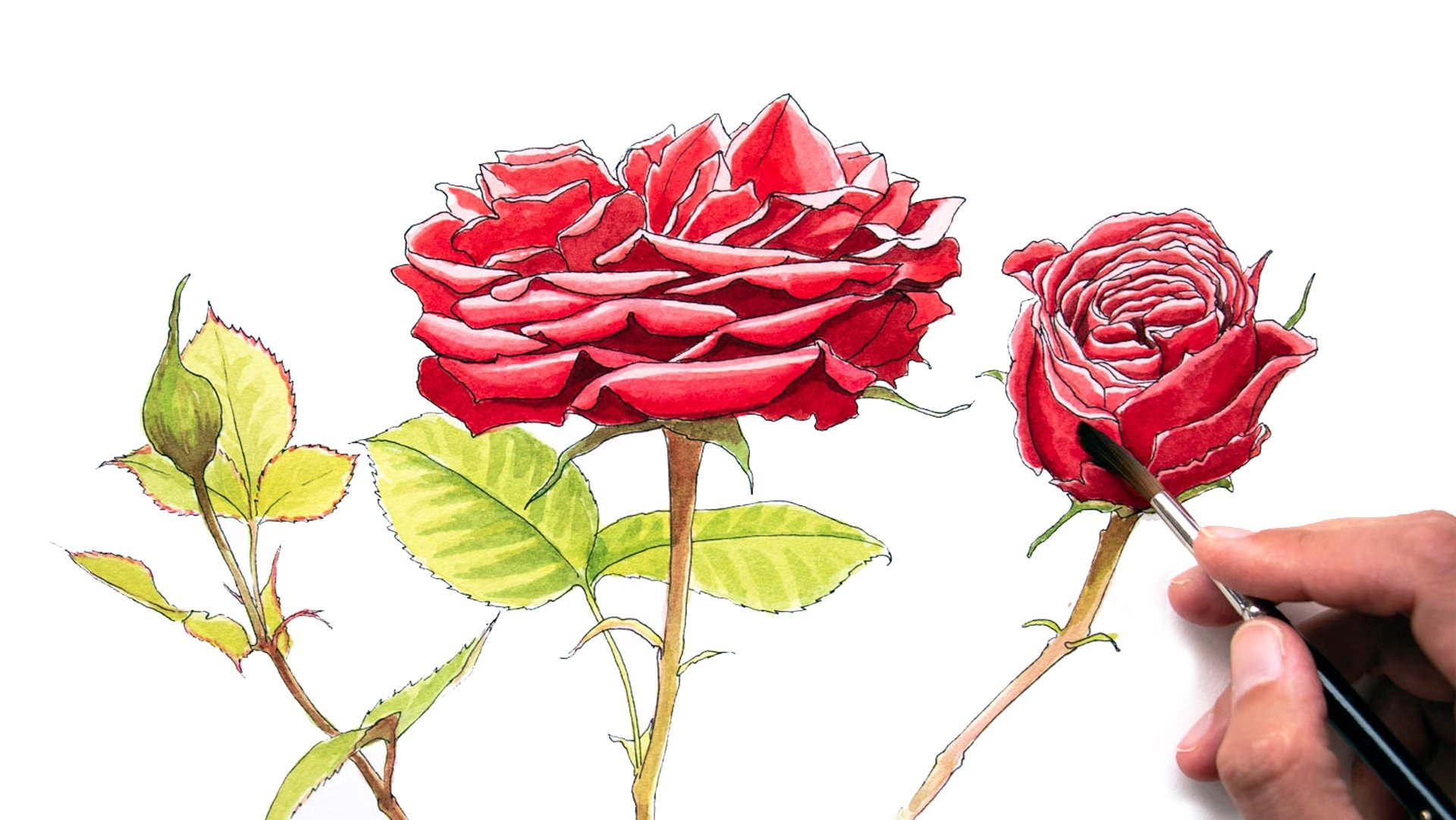 red roses drawings in color