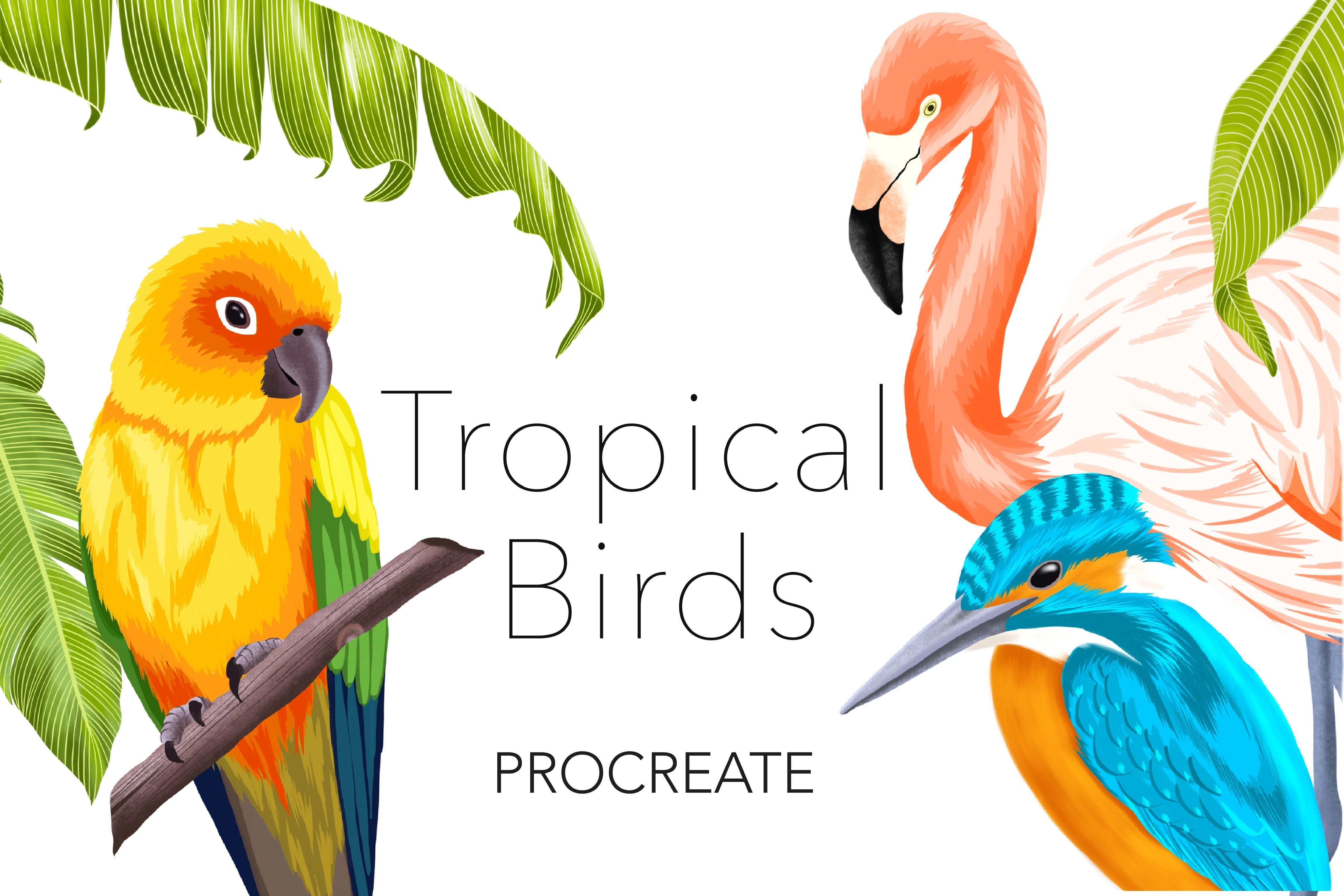 tropical birds drawing