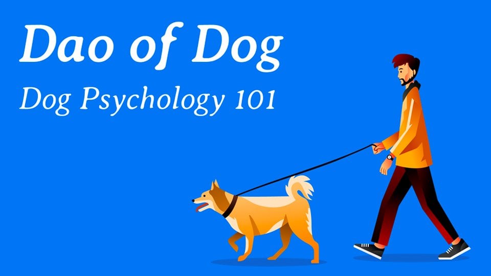 Dog Psychology 101 (5Day Course) Bear Heart Skillshare