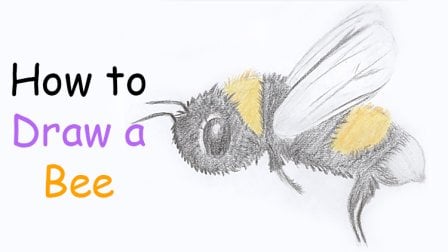 Bee Drawing - How To Draw A Bee Step By Step