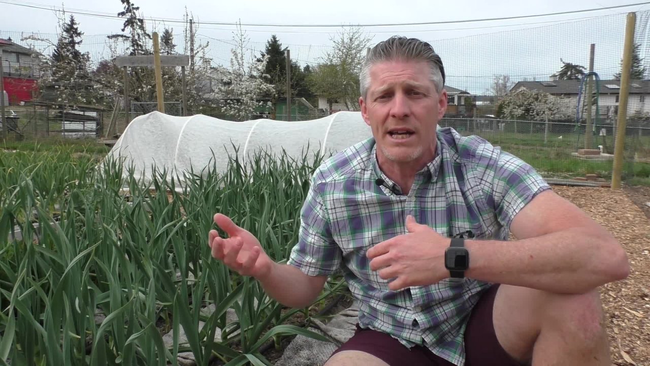 Back Yard Abundance: The Power of a Tiny Garden! Part 4 | Sustainable