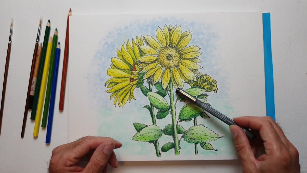 Diversión con girasoles: dibuja y pinta una ilustración de girasoles con  lápiz y acuarela | Benjamin A | Skillshare