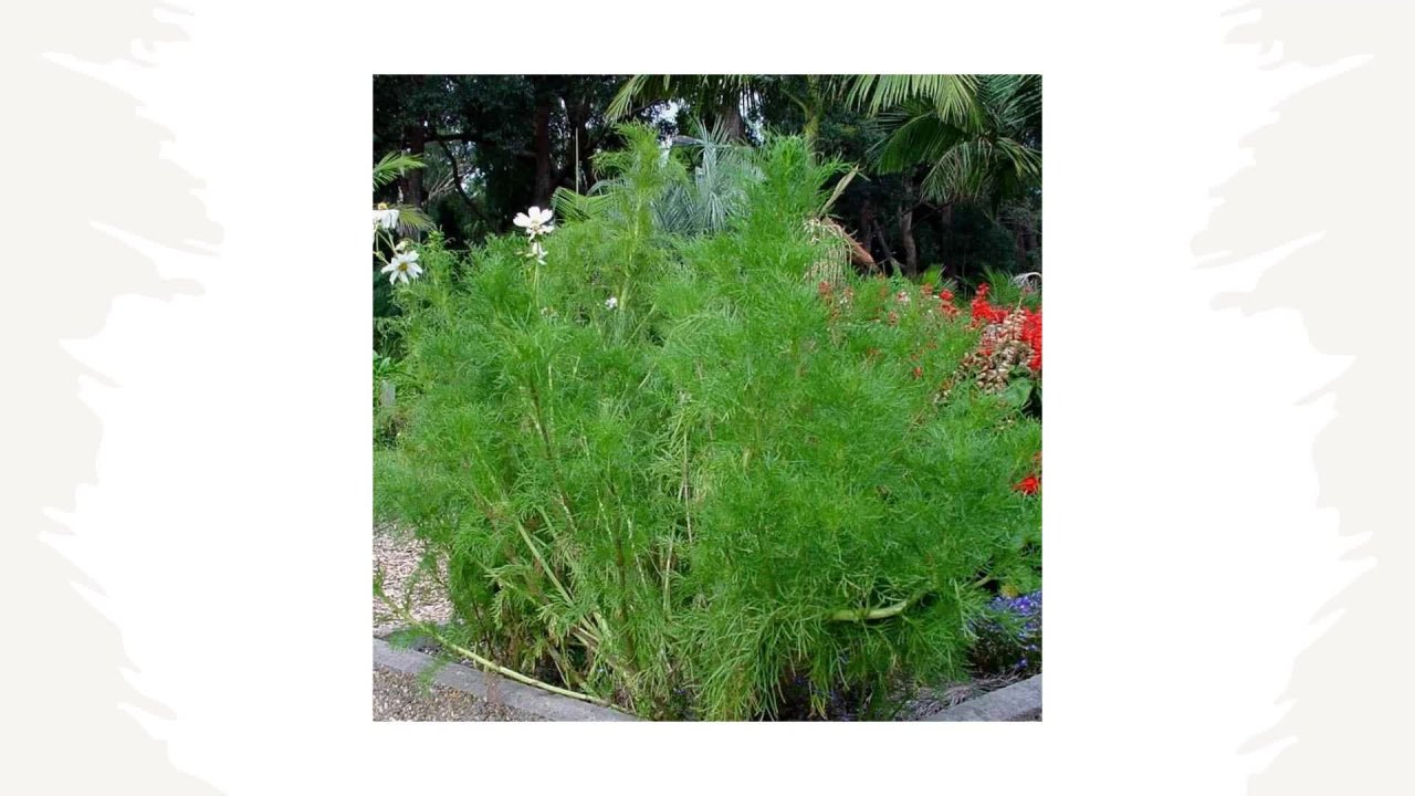 mi primer huerto en casa : tips y consejos – Actividades para niños | Mamá  investigadora, image size:1280x720