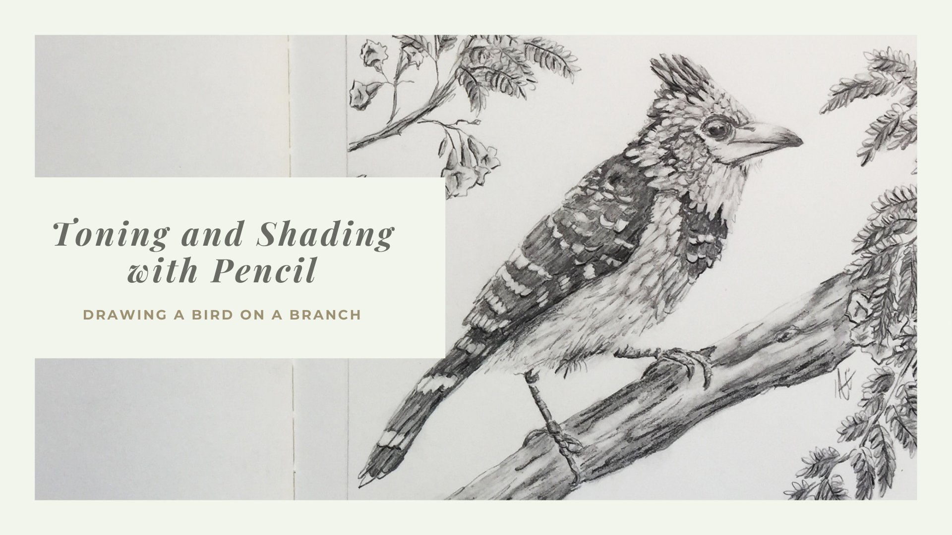 Toning and Shading with Pencil, Drawing a Bird on a Branch, Annika