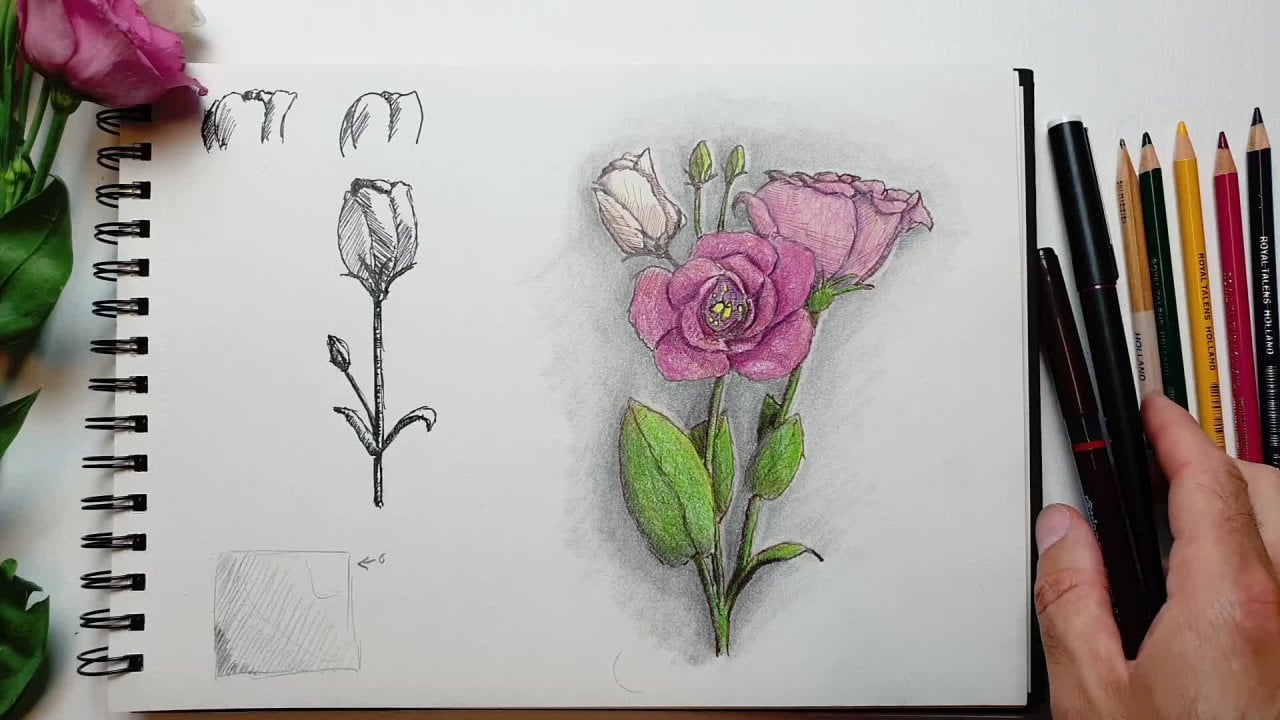 A Peek In My Sketchbook: Floral Sketch With Colored Pencils