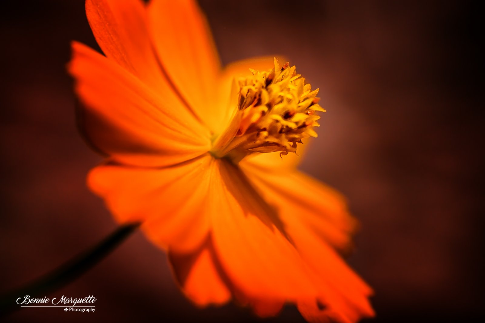 Intro to Macro Photography, Shooting Flowers Close Up Bonnie