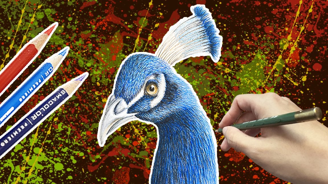 Peacocks Don't Just Show Their Feathers, They Rattle Them - The New York  Times, Peacock Feather