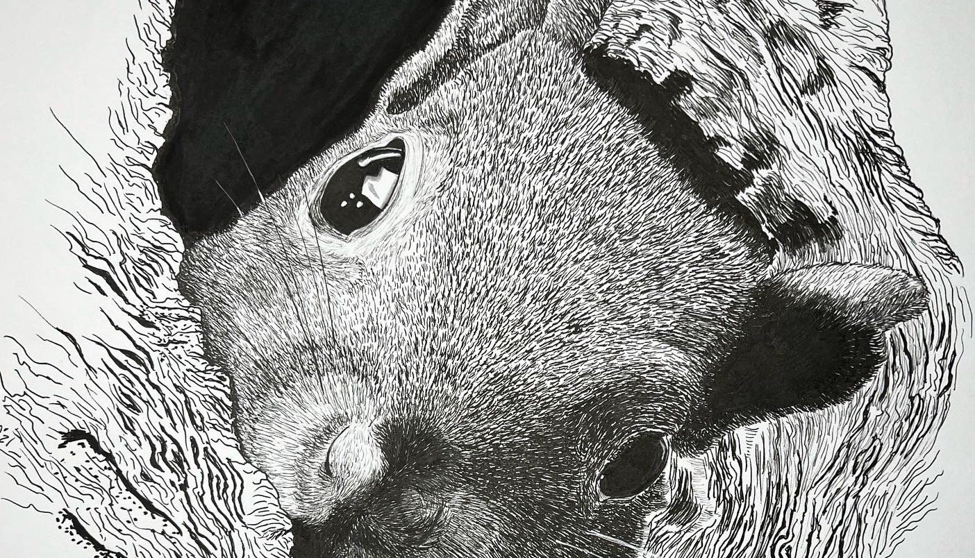 Wildlife PEN and INK Drawings