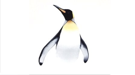 King Penguin Watercolor - Keeping it Simple