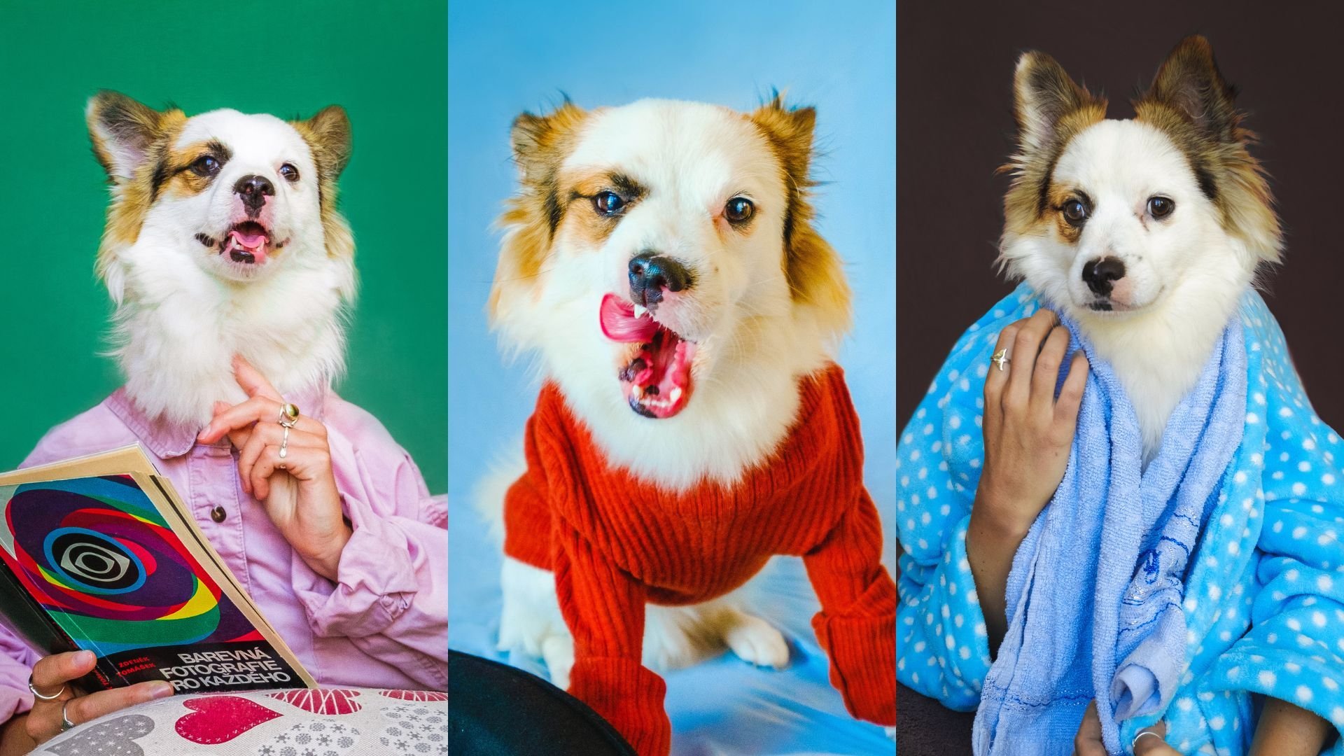 Retrato De Perros Cortos Blancos Sentados Frente a Una Casa De Perros De  Plástico Sonriendo Y Mirando La Cámara Imagen de archivo - Imagen de  sentada, arte: 259369199