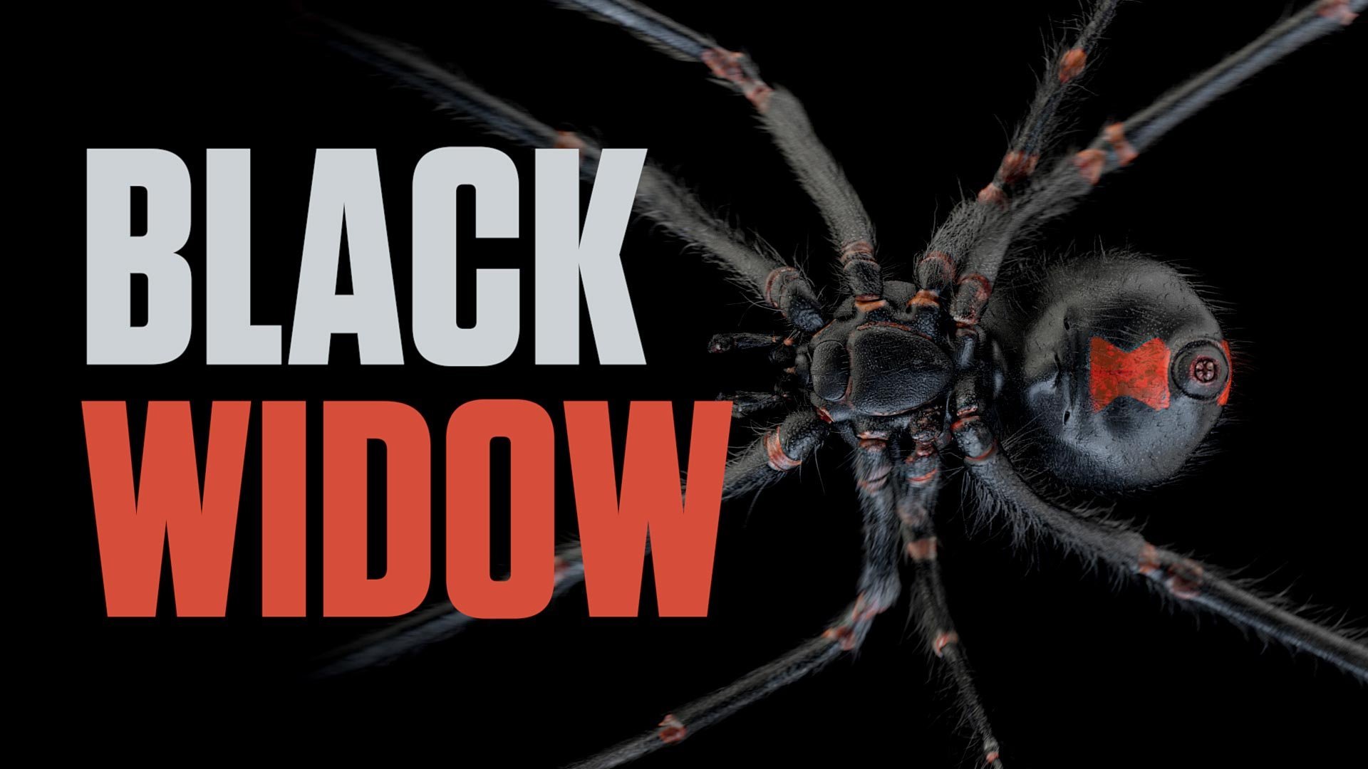 black widow spider wallpaper