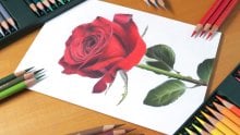 How to Draw Flowers with Colored Pencils | Matheus Macedo ...